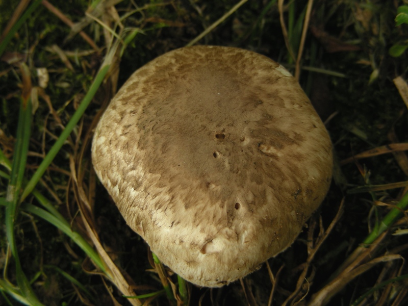 Agaricus bresadolanus?